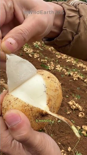 Jicama - The Mexican Potato That Is NOT a Potato
