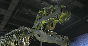 Focus:Ultimate Dinosaurs: Giants from Gondwana