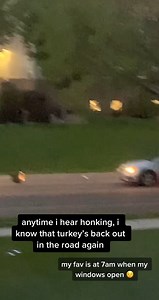13K views · 59 reactions | Why'd the turkey cross the road? No reallly... look both ways, turkey! Funny Videos Want to be featured? Message us videos you filmed to be featured on the page! | Funny Videos | Facebook