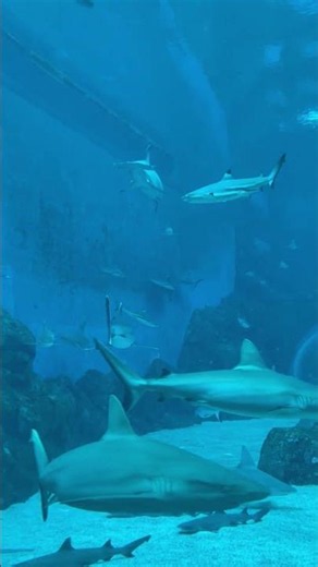 Why Great White Sharks Are So Deadly 🦈😱 #animalfacts #shark #wildlife #animalbehavior