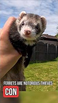 Ferrets as Pets: More PROS & CONS