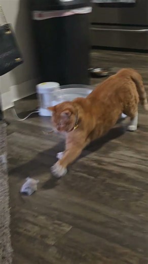 Rajah's trying to play! #tabbycat #cats #orangecat #catshorts