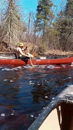 Whitewater canoeing and dogs