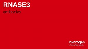RNASE3 antibodies from Thermo Fisher Scientific