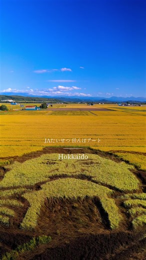 お米農家さんいつもありがとうございます🌾 #JAたいせつ #田んぼアート #マツコ・デラックス #🌾🌾🌾 #北海道旅行 #hokkaidotrip