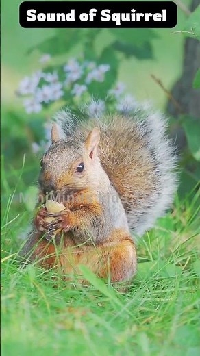 Cute Squirrel Sound | Real Squirrel Chirping | Animal Sound for Kids | #minimindskidstv
