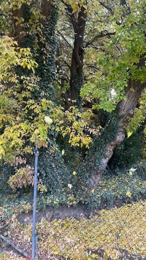 Up, up, and away! Tree removal by crane safe, efficient, and handled by the pros. Nothing’s out of reach for our crew! 🐵 #TreeRemoval #CraneWork #TreeService #TreeWork #ArboristLife #Arborist #SaltLakeCity #Utah | Rent A Monkey Tree Service