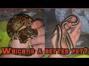 Ball python vs Rosy boas