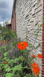 If you are taking a walk tonight, make a stop at our blooming butterfly garden. | Evergreen Park Public Library