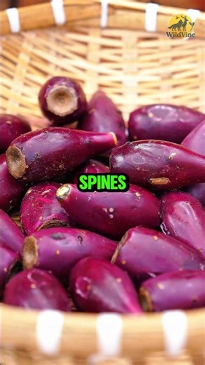 How Prickly Pear Turns Into a Colorful Jelly Treat? 🌵🍓✨