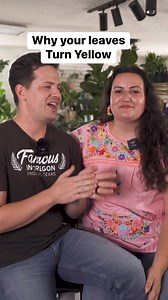 Why your leaves are turning yellow is a mystery! Most commonly, yellow leaves nearest the soil level are going to be old leaves your plant is shedding. New leaves turning yellow is often a sign of root rot, but there are several more reasons your leaves may be yellowing, and it’s up to you to evaluate your care and conditions against the conditions the plant prefers to more accurately guess where the stress is coming from. #plants #houseplants | Tanner The Planter