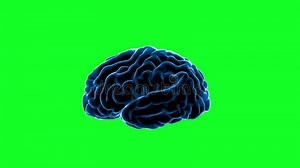 Brain Impulses. Neuron System. Human Anatomy Stock Footage - Video of network, biology: 66147512