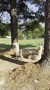 Baby llama lets out cute little yawn