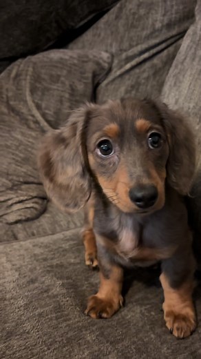 Dachshund Adventures: Life with Mini Doxies