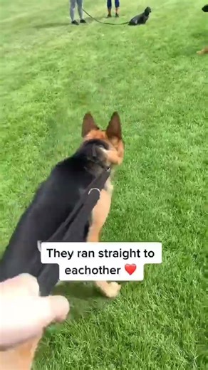 Aren't they adorable 😍 #germanshepherd #dogs #cutedogs #cutepets