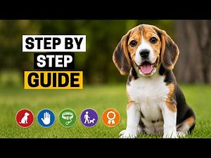 5 Steps To A Fully Trained Beagle Puppy