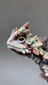 Thorny devil lizard sculpture. It took a number of days to sculpt and a number of hours to glaze but it is now finished! #thornydevil #lizard #lizardsofinstagram #sculpture #ceramicsculpture #animalsculpture #wildlifelovers #australianwildlife #realisticart #nickmackman | Nick Mackman Animal Sculpture