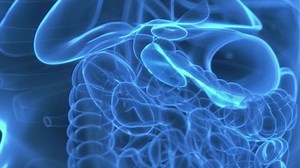 3d Rendered Medical Animation Hormones Being Stock Footage Video (100% Royalty-free) 1096168661 | Shutterstock