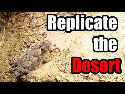 Replicate the Desert | How to Arid Enclosure Setup for Desert Horned Lizards