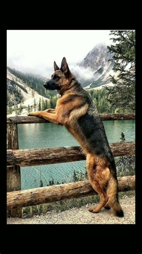 Top 5 Strongest & Smartest Dog Breeds | Pit Bull, Cane Corso, German Shepherd & Border Collie Facts"