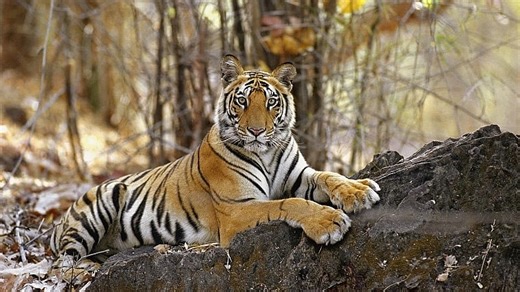 Maharashtra: 8 Tigers To Be Relocated From Tadoba-Andhari & Pench Reserves To Ease Overcrowding, Re-Populate Sahyadri Reserve In Western Ghats