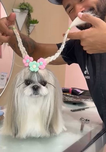 Dog Grooming Secrets for a Cute Pup Revealed!