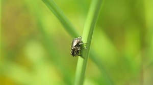 May-bug crawling up a plant and flies off - Free Stock Video