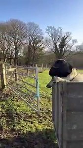 775K views · 6.4K reactions | Romeo Romeo wherefore art thou !! Michael Jackson our Dorper Ram meets the girls and is keen for some speed dating !! The rams wear a harness to solve paternity & these lambs will be due in 5 months ready for a May half term ! | The BIG Sheep Family Attraction | Facebook