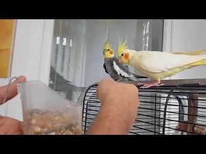 my-animals.de - Nymphensittiche - auf der Hand sitzen und essen