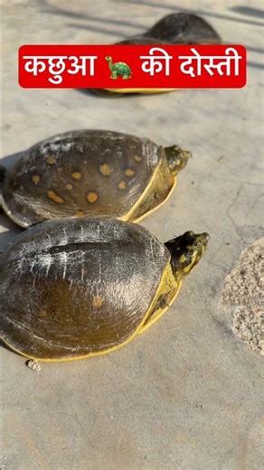 🐢 Tortoise | कछुआ 🐢 | Turtle #shorts #tortoise #turtle