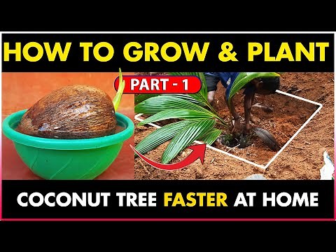 How to Grow and Plant Coconut Tree at Home | How to Get Higher Yield From Coconut Tree - Part 1