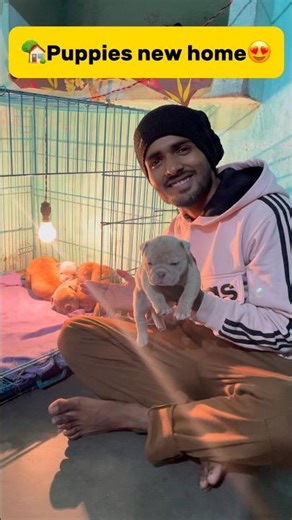 🏡Puppies new home😍 #minivlog #pets #vlog #viral #americanbully #dog #puppy #doglove