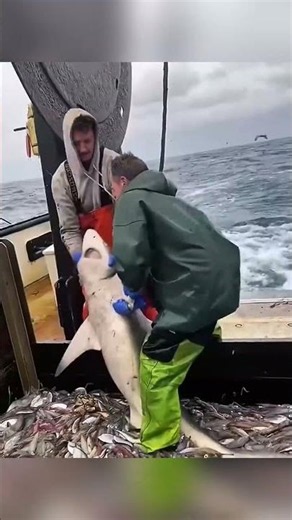 Он спас акулу… а позже она спасла ему жизнь! 🦈❤️