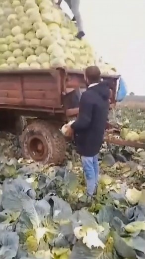 Agricultural Labor: Transporting Hay Bales with Trucks