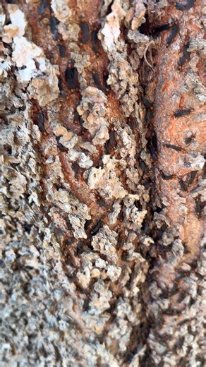 Love is (annoyingly) in the air! Love bugs, so aptly named for their ability to mate while flying, flood the skies of eastern and coastal Texas each May and September. Although they don’t bite or cause any direct harm to humans, they can be an extreme nuisance to those who prefer to keep the paint on their vehicles. The acidity within love bugs actively breaks down paint and other finishes once they are smooshed on the hood of moving cars. To make matters more interesting, love bugs often hang o