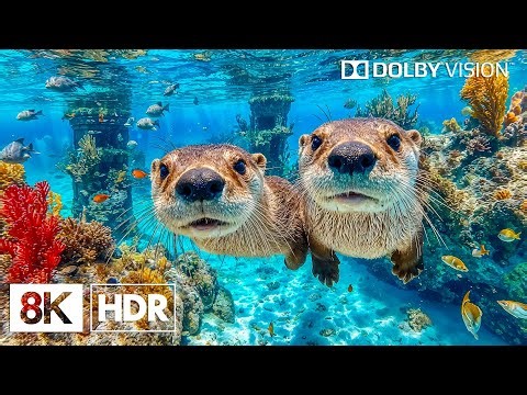 Peaceful Underwater Creatures in 8K HDR | Dolby Vision™