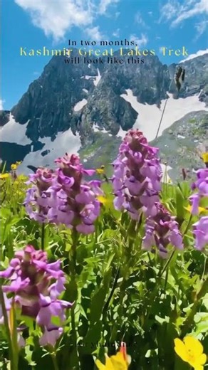 Kashmir Great Lakes Trek 2026 | Join with YHAI | Himalayan Adventure #kgl