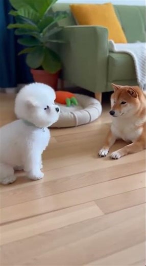 Bichon frise and Toto – Cairn Terrier EP 55 #bichonfrise #cairnterrier #cute