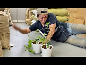 【完全決着】絶対に植物を枯らす『コーヒーかす』VS絶対にどこでも生える『ミント』の頂上決戦堂々完結【後編】｜コーヒーカスの再利用法と注意点/Coffee vs Mint