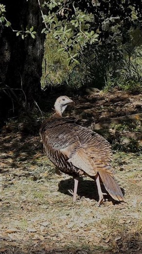 Wild Turkey🦃In For A Penny #wildturkey