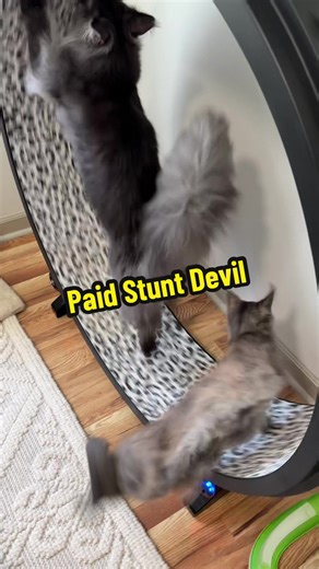 All stunts performed by a professional. Do not attempt at home. #chewbacca #wookiee #mainecoon #zoomies #catsoftiktok