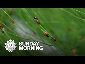 Nature: Ladybugs