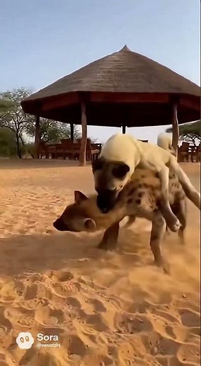 Can the dog rescue the puppy from the hyena’s deadly attack?