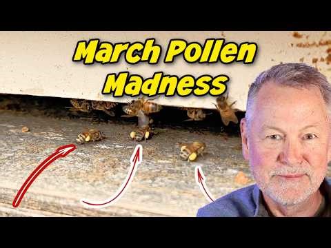 Beekeeping: Does Pollen Mean Your Hive Has a Queen?