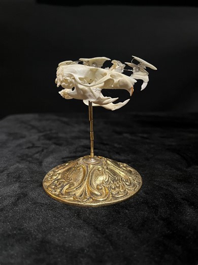 NYC Rat Skull | Bisected Exploded Beauchene Skull - Etsy