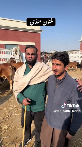 Multan Mandi 😇 #multan #mandi #cattle #YNB