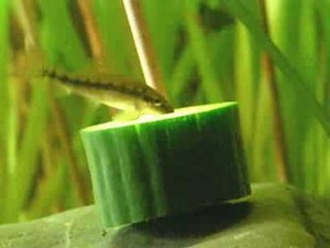 Feeding my Chinese algae-eater / Siamesische Saugschmerle [2/3]