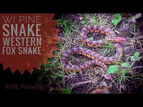 Western Fox Snake Encounter