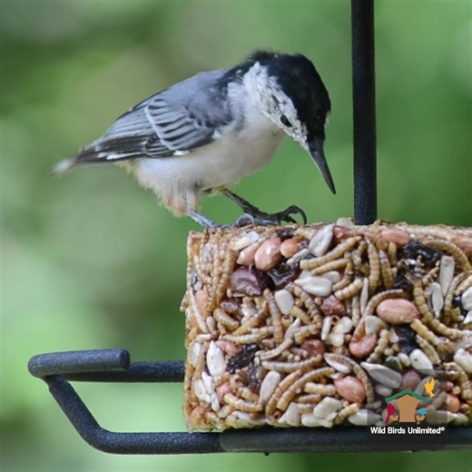 Don't just take it from us, our reviews say it all! "I and the birds that frequent my feeder give 5 stars to your bird feed" Ordering online is easy, or stop in your local Wild Birds Unlimited to pick up bird seed that's sure to be the chirp of the town! | Wild Birds Unlimited