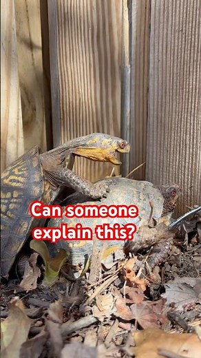 Male Turtles Squared Up… Then This Happened 👀